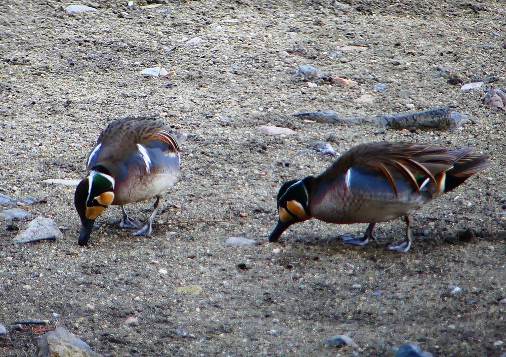 P1770134：トモエガモ_R