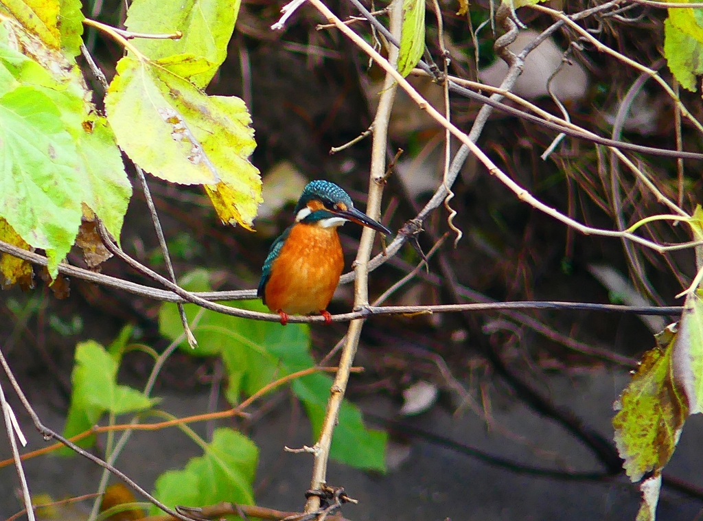 P4560870：カワセミ（メス）_R