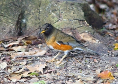 P1890152：オオアカハラ_R
