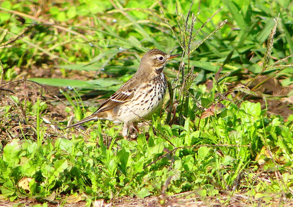 P1380379：タヒバリ_R