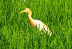 P1050706：アマサギ_R