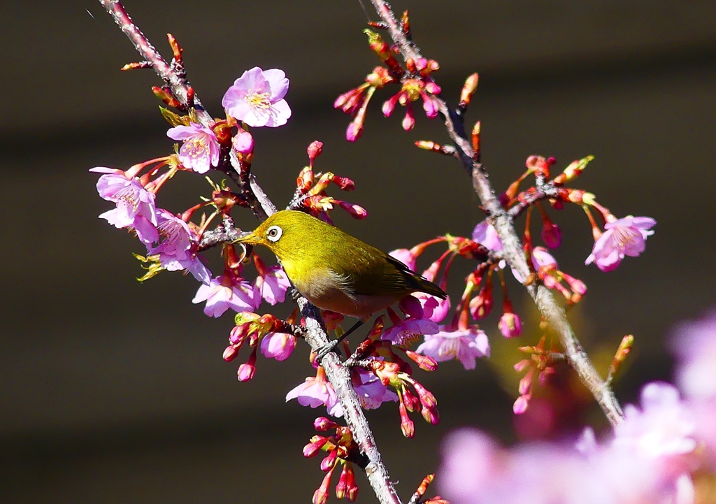 P4780124：メジロ＜河津桜＞_R