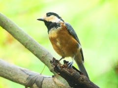 P4290652：ヤマガラ_R