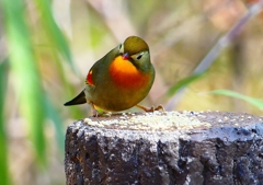 P1880041：ソウシチョウ_R