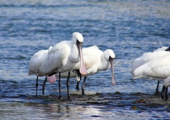 P4440237：クロツラヘラサギ_R