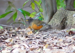 P1770758：オオアカハラ_R