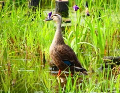 P1010536：カルガモ_R