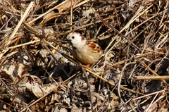P4660761：白いスズメ_R