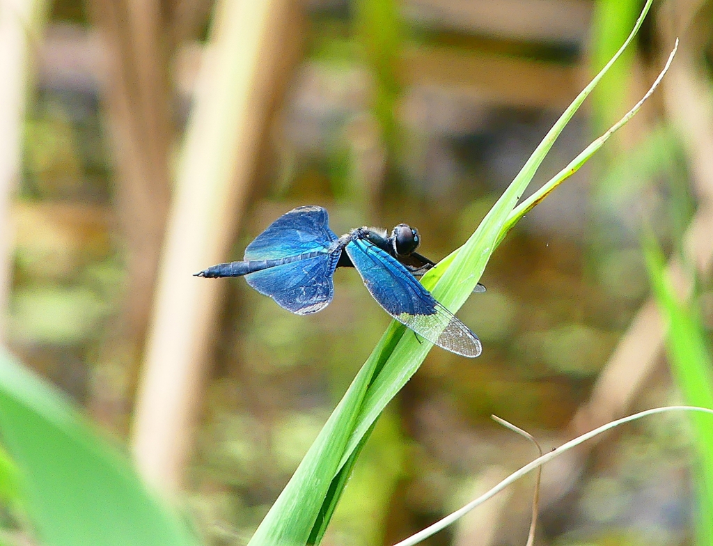 P4230579：チョウトンボ_R