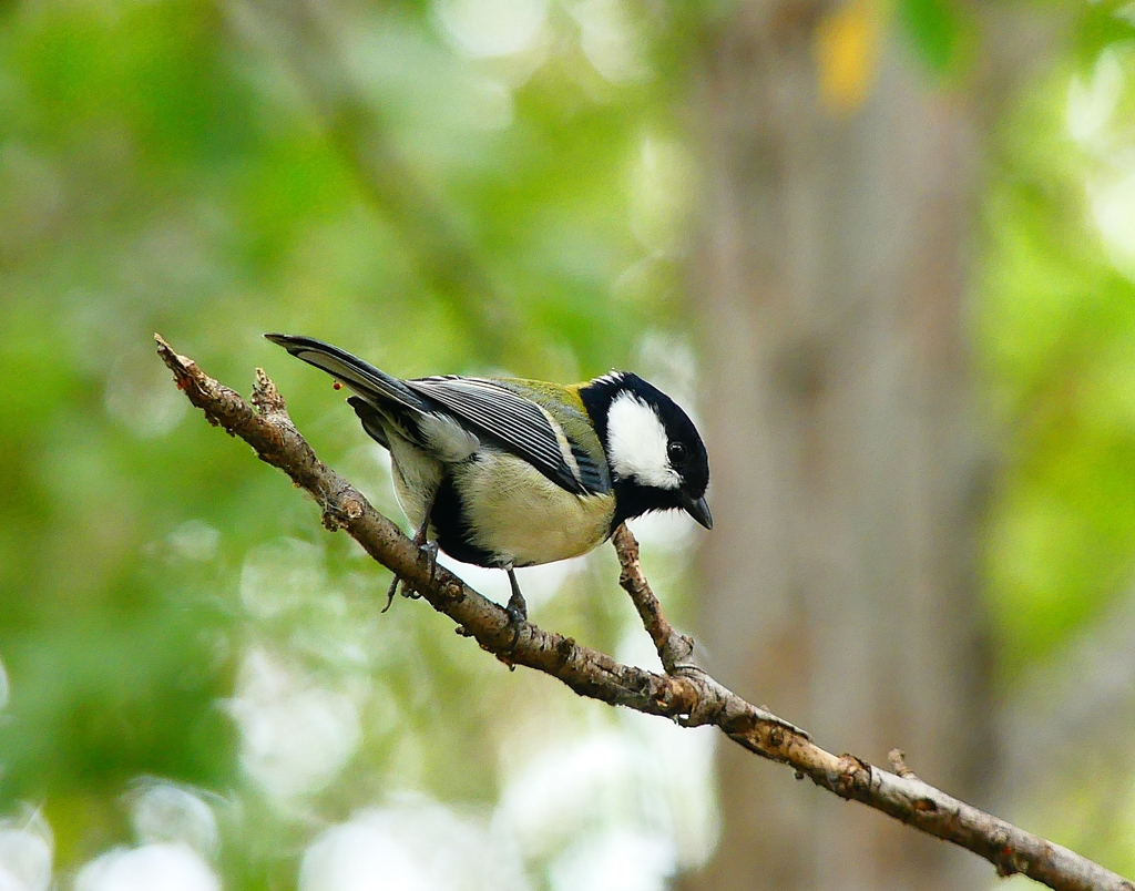 P4380655：シジュウカラ_R