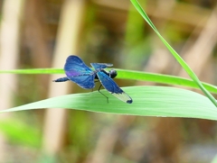 P4230453：チョウトンボ_R