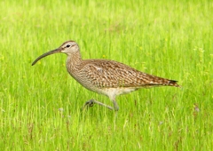 P1990670：チュウシャクシギ_R