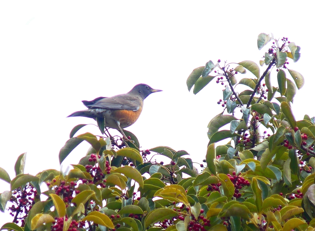 P3800330：オオアカハラ_R