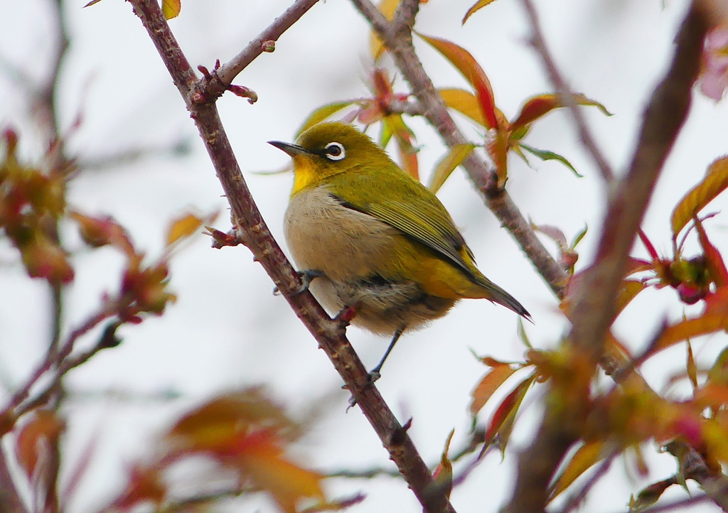 P1590853：桜メジロ_R