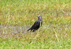 P4490772：ホシムクドリ_R