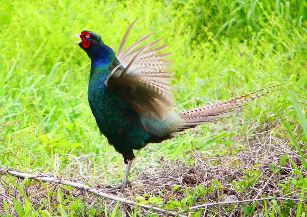 P1970566：キジ（オス）_R