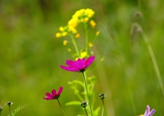 P1440291：菜の花とコスモス_R