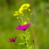P1440291：菜の花とコスモス_R