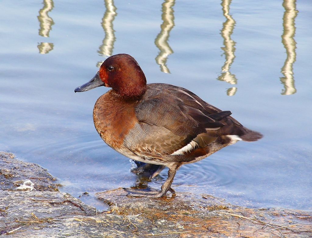 P4550181：ホシハジロ交雑種_R