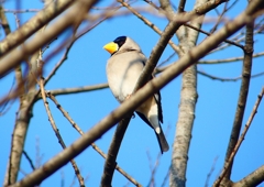 P1770570：イカル_R