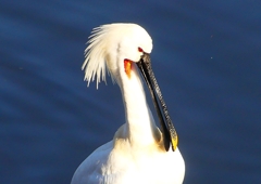P1690142：ヘラサギ_R