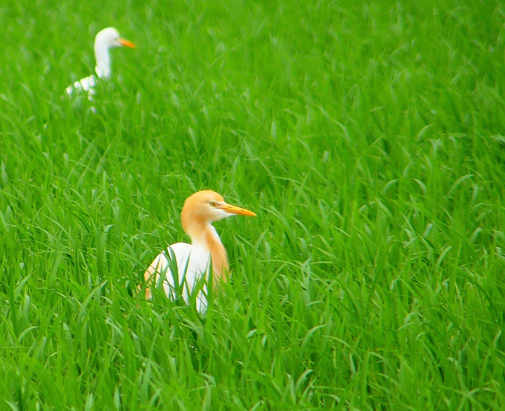 P1030074：アマサギ_R