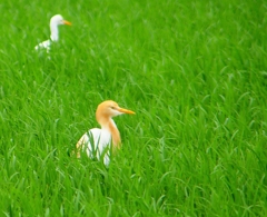 P1030074：アマサギ_R