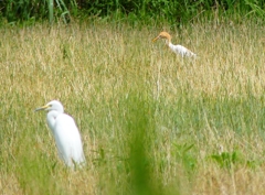 P1010406：アマサギ、ダイサギ_R