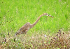P1410287：ムラサキサギ_R