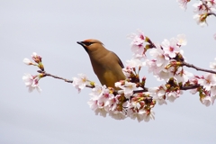 P3960020：桜にヒレンジャク_R