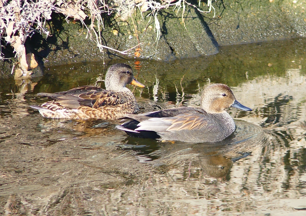 P1630678：オカヨシガモ_R