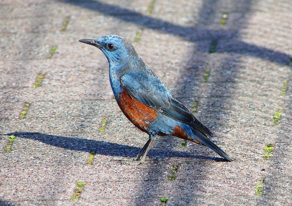P1860693：イソヒヨドリ（オス）_R