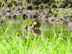 P1130334：タマシギ親子_R