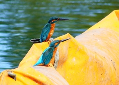 P4480487：カワセミ（オス）_R