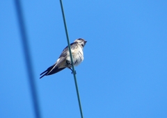 P1180585：コシアカツバメ_R
