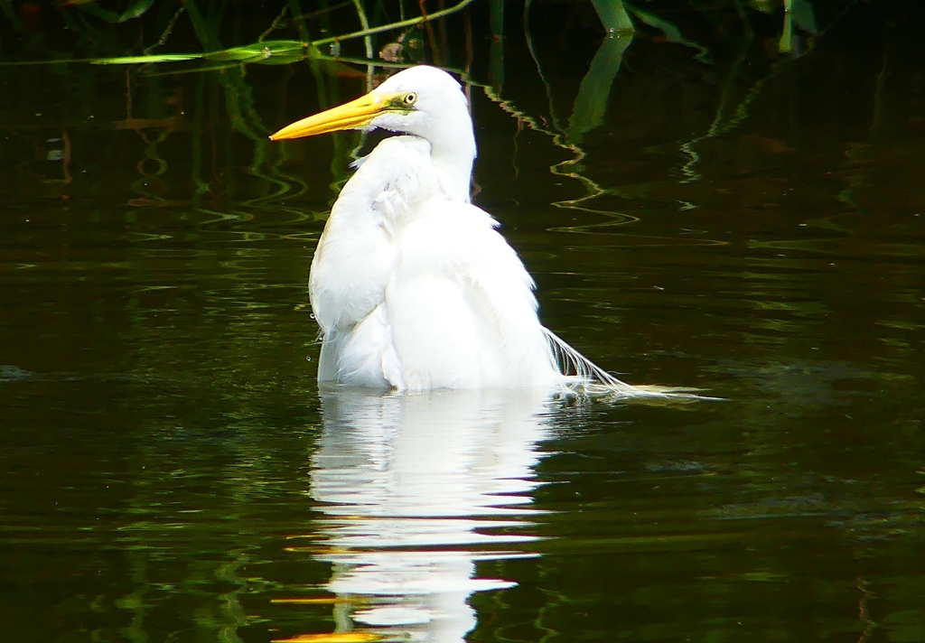 P1080369：ダイサギ_R