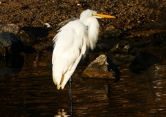 P1510370：ダイサギ_R