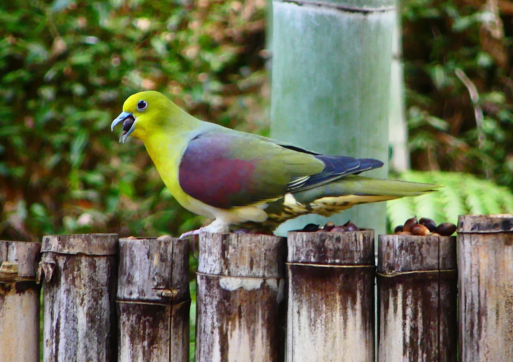 P1860012：アオバト_R