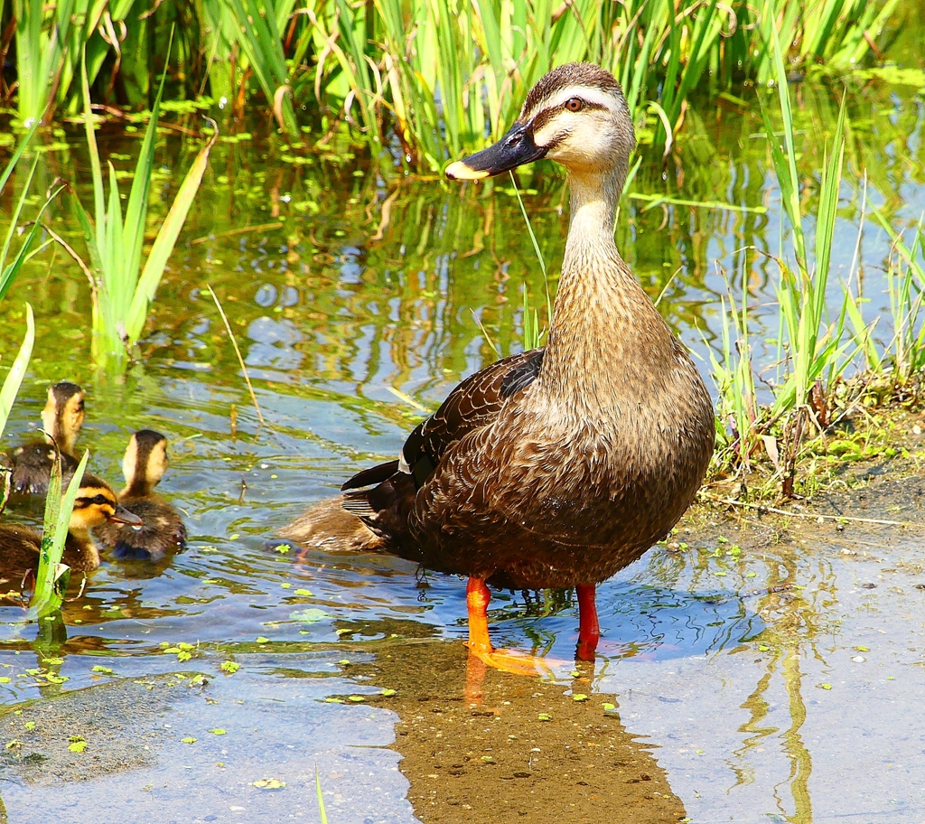 P1000555：カルガモ親子_R