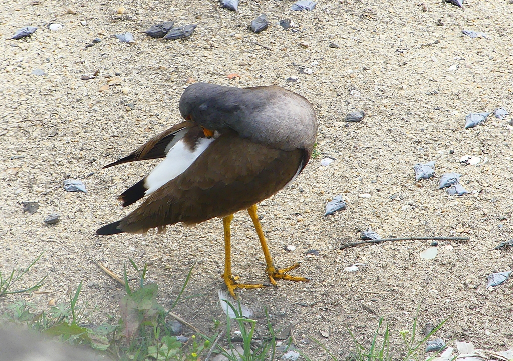 P1940204：ケリ_R