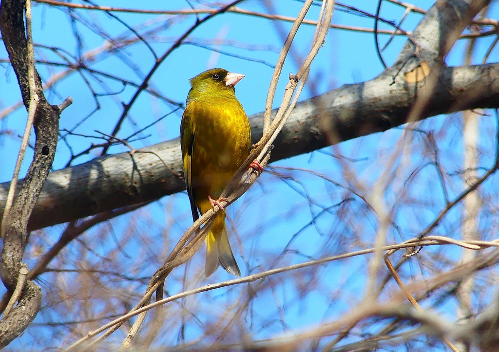 P1800223：カワラヒワ_R