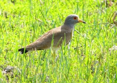 P2000350：ケリ_R