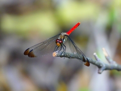 P1130465：リスアカネ_R