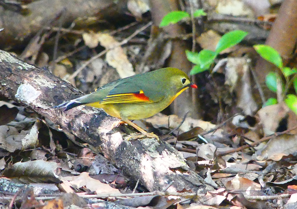 P1390086：ソウシチョウ_R