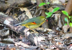 P1390086：ソウシチョウ_R
