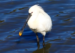 P1700446：ヘラサギ_R
