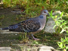 P4150668：キジバト_R