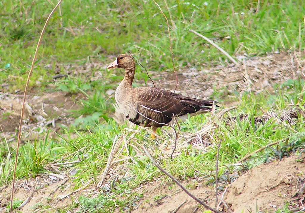 P4850642：マガン_R