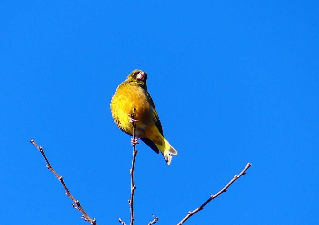 P1720165：カワラヒワ_R