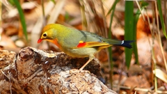 P1840045：ソウシチョウ-24_R
